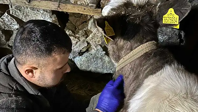 Konya'da hayvan sağlığı seferberliği: Kapı kapı gezdiler