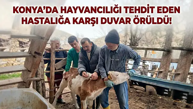 Konya'da hayvancılığı tehdit eden hastalığa karşı duvar örüldü!
