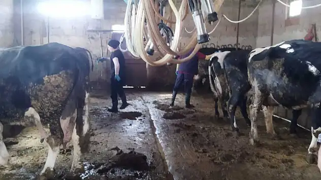 Konya'da hayvancılık için kritik süreç tamamlandı!