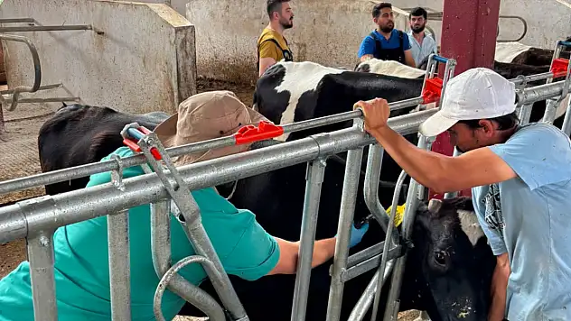 Konya'da hayvancılıkta sağlık operasyonu: Haritadan silmek için gece gündüz sahadalar