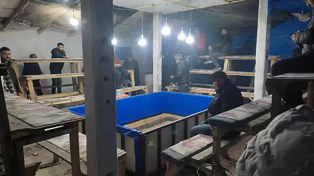 Konya'da horoz dövüşü: 81 bin 851 lira ceza kesildi!