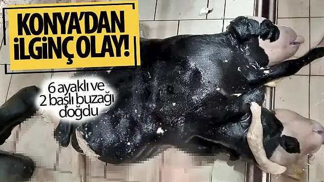 Konya'da ilginç olay: 6 ayaklı ve 2 başlı buzağı doğdu