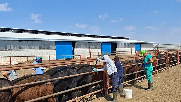 Konya'da ithal hayvanlara 4 aşamalı kontrol