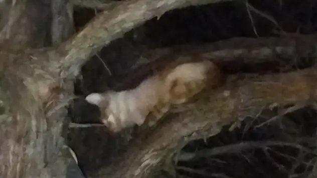 Konya'da kedi operasyonu!