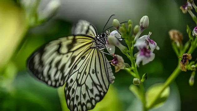 Konya'da kelebekler görsel şölen sunuyor