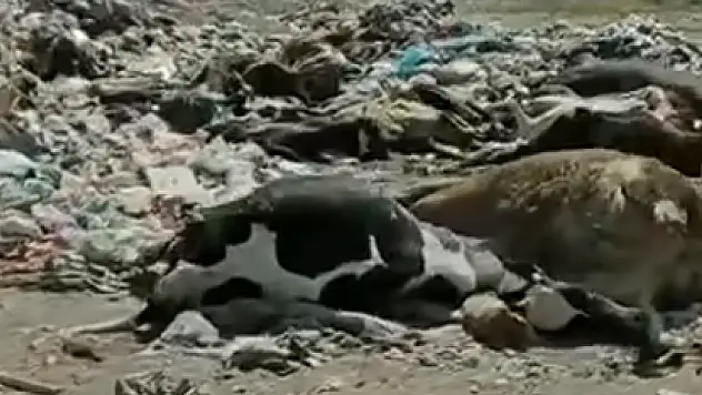 Konya'da korkutan tablo: Tedbirsizlik, tepkiye neden oluyor!