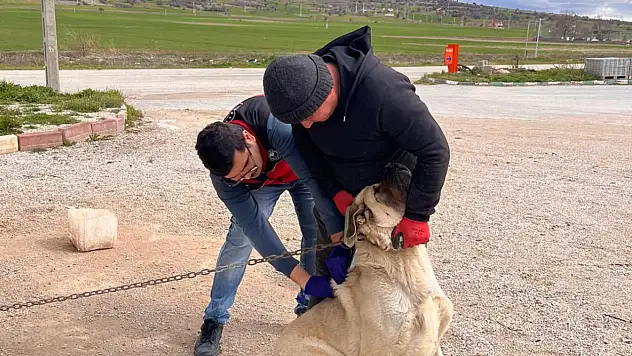 Konya'da kuduz riski sıfıra indiriliyor