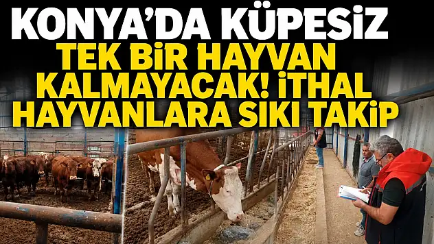 Konya'da küpesiz tek bir hayvan kalmayacak! İthal hayvanlara sıkı takip