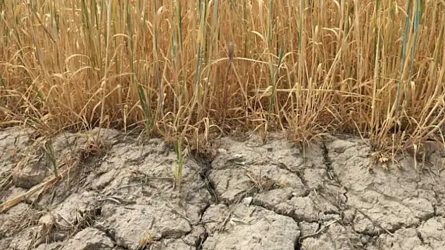 Konya'da kuraklık alarmı: 2026 sulama sezonunda kısıtlı sulama uygulanacak