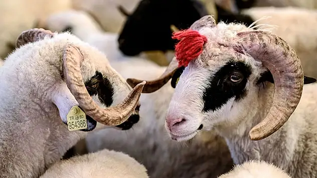 Konya'da Kurban Bayramı'nda et çekim ücreti kesinleşti!