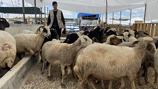 Konya'da kurban satıcıları yarını bekliyor