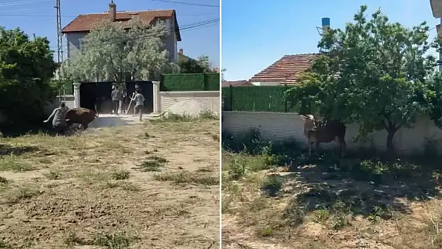 Konya'da kurbanlık boğa dehşet saçtı