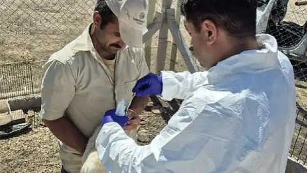 Konya'da kuş gribi taraması! Tehlike çanları çalıyor mu?