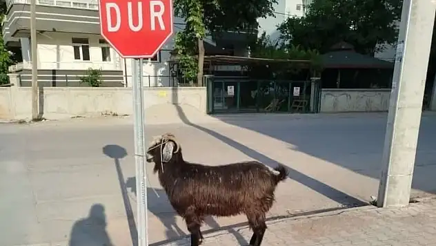 Konya'da mahalle mahalle gezdiler! Görüntüler sosyal medyayı salladı