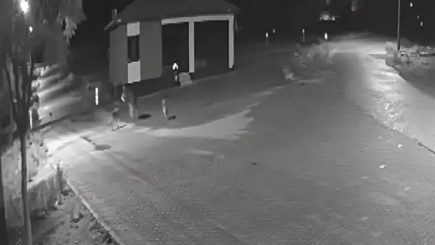 Konya'da mahalleli tedirgin: Kurt sürüsü yerleşim yerine girdi