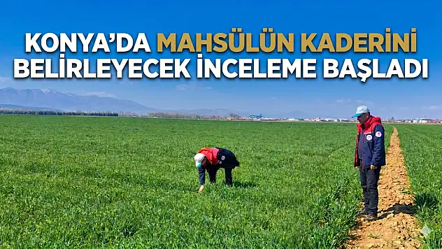 Konya'da mahsülün kaderini belirleyecek inceleme başladı