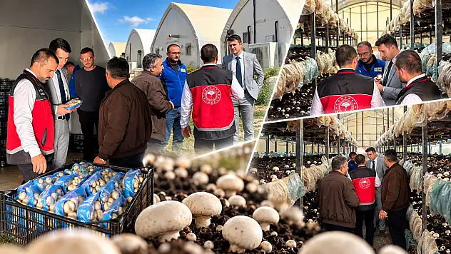 Konya'da mantar üretimi mercek altında! Tesisler tek tek incelendi