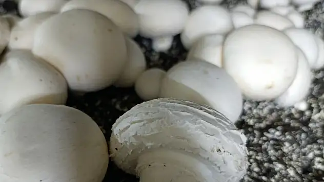 Konya'da mantar üretiminde kalite denetimi