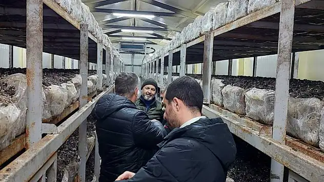 Konya'da mantar üretimine teknik destek: Sahada markaj sürüyor