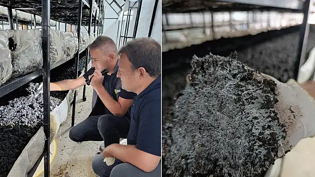 Konya'da mantar üretimine yakın takip! Çadırlar tek tek incelendi