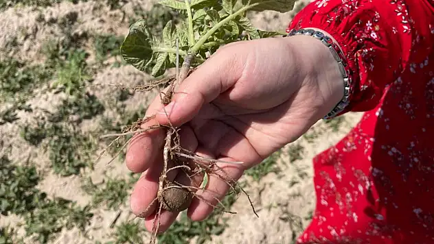 Konya'da meyve ağaçlarında şarka virüsü tehlikesi! Önlem alınıyor mu?