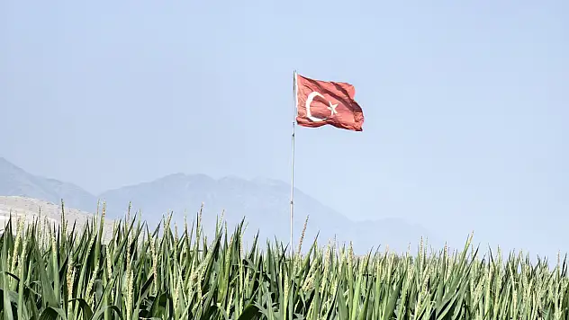 Konya'da mısır ekim alanında dikkat çeken detay! Uzman isim uyardı...