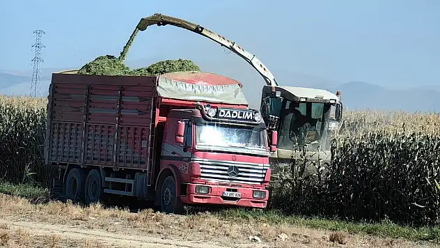 Konya'da Mısır Hasadı 2025: Fiyatlar ve Detaylar!