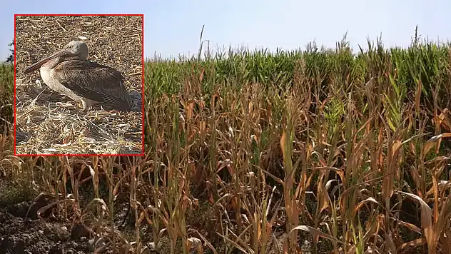 Konya'da mısır tarlasında yaralı halde buldular, muhtar hemen ekiplere haber verdi