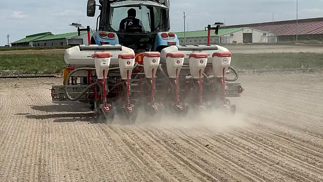 Konya'da mısıra güçlü alternatif: Az suyla yüksek verim