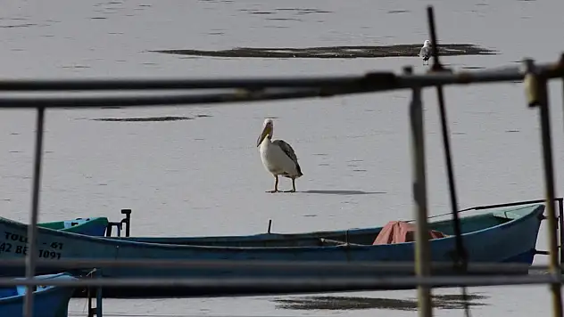 Konya'da nadir anlar: Kış ortasında göç sürprizi