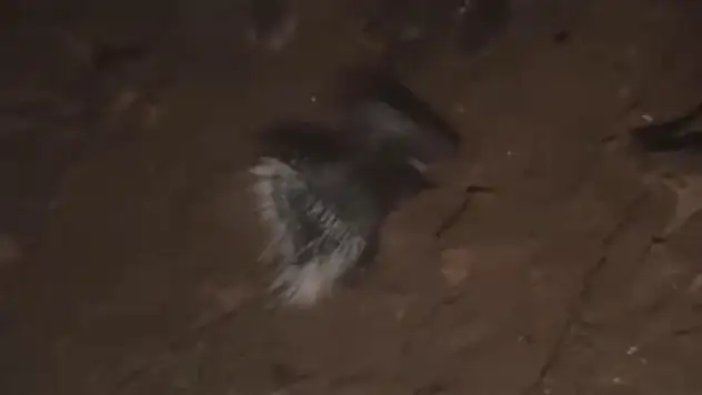 Konya'da nesli tükenmekte olan oklu kirpi görüntülendi