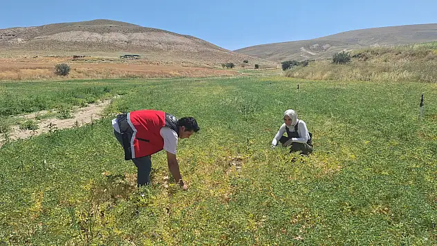Konya'da nohut üretimi mercek altında! Sertifikalı tohumlar tek tek kontrol edildi