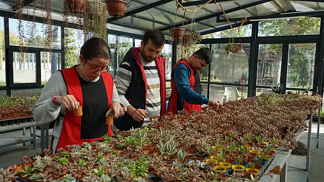 Konya'da otizmli ellerin dokunuşu: Sevgiyle yetişen sukulentler