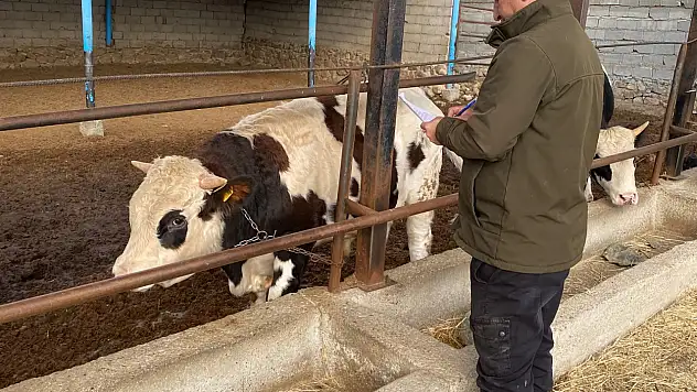 Konya'da şap ve brusella aşılaması hız kesmiyor