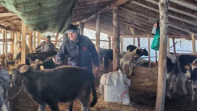 Konya'da şap ve brusella aşılamaları devam ediyor: Üreticilere kritik çağrı