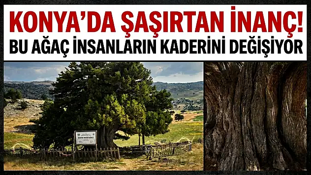 Konya'da şaşırtan inanç! Bu ağaç insanların kaderini değişiyor