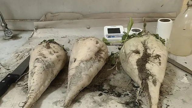 Konya'da şeker pancarı hasadına dikkat çeken yorum! 'Üzülsek mi sevinsek mi bilemedim'