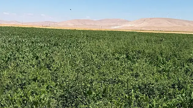 Konya'da şeker pancarı üreticisine tarlada birebir destek