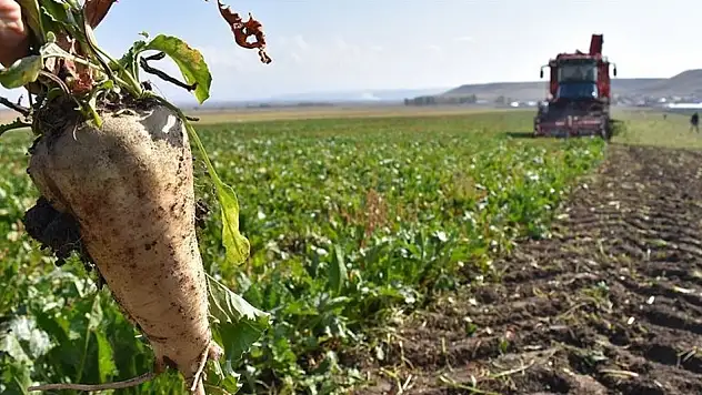 Konya'da şeker pancarı ve mısır üretimi duracak mı? Uzman isim açıkladı...