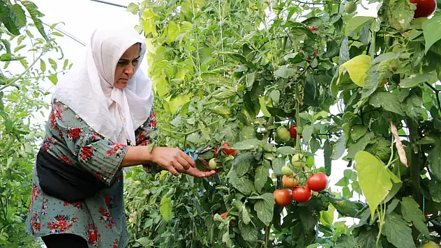 Konya'da sıkıntılı günler geçiren çiftçinin umudu seradaki domatesler oldu!