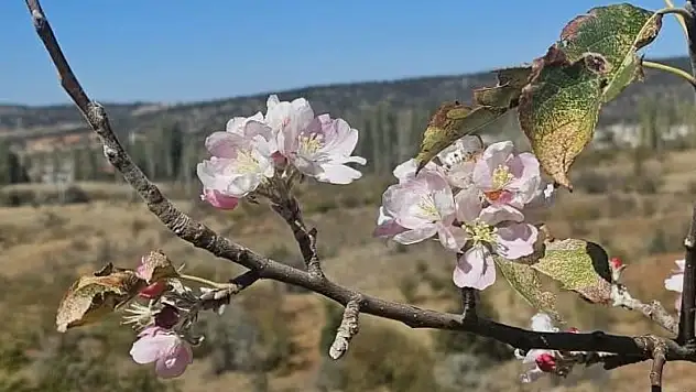Konya'da sıra dışı olay: Kar beklenirken, çiçekler açtı