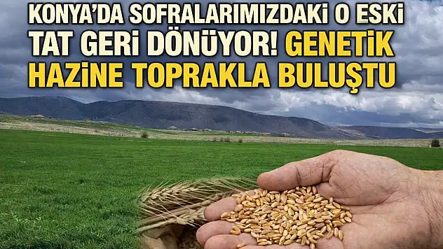 Konya'da sofralarımızdaki o eski tat geri dönüyor! Genetik hazine toprakla buluştu