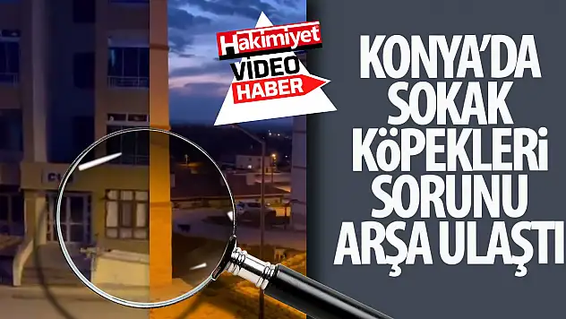 Konya'da Sokak Köpekleri Sorunu Büyüyor: Vatandaştan Sosyal Medyada Tepki