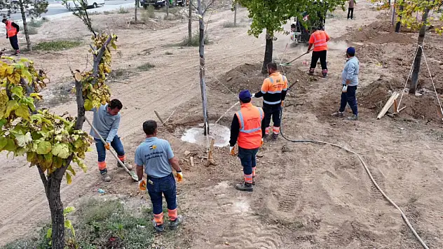 Konya'da sökülen ağaçlar yeniden hayat buluyor: 'Doğaya ve yeşile duyarlı davranıyoruz'