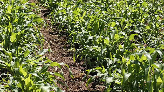 Konya'da sorgum tarımıyla ilgili sevindirici gelişme! Uzman isim paylaştı...