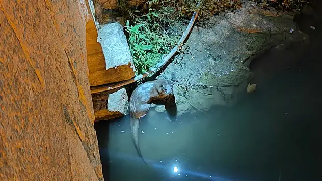 Konya'da su samuru görüntülendi!