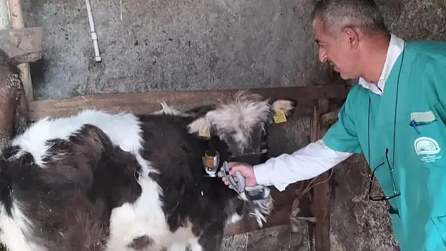 Konya'da sürü sağlığı için şap aşılaması sürüyor