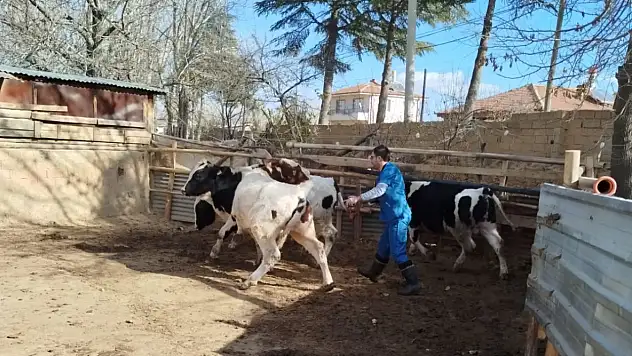 Konya'da sürü sağlığını güçlendiren uygulama: Aşılamada yoğun mesai