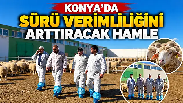 Konya'da sürü verimliliğini arttıracak hamle