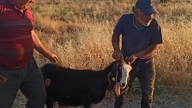 Konya'da sürüden ayrılan keçi köpeklerin hedefi oldu